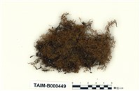 藏品(大羽苔)的圖片